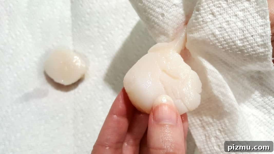 Seared Scallops with Garlic Butter Spinach 3 gripping the side muscle of a scallop with a paper towel