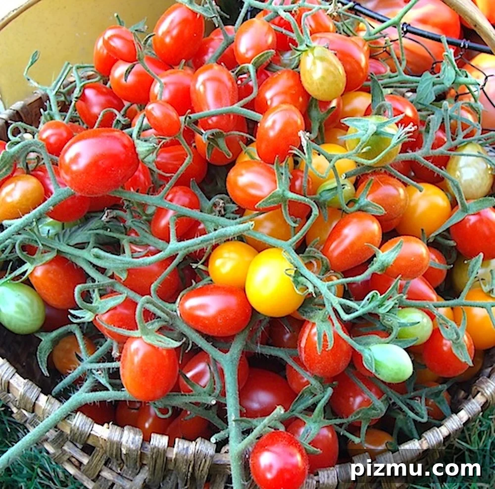 Roasted Cherry Tomato Sauce: Serve Fresh or Freeze 3 basket of grape tomatoes